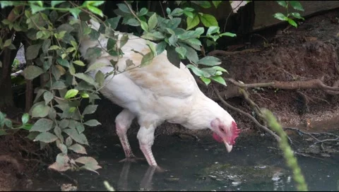 In the gutter there is a white chicken looking for food Stock Footage 311271154