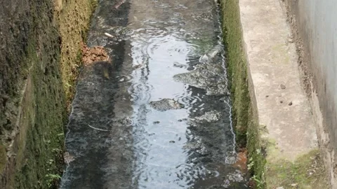 Gutters filled with mosquito larvae Stock Footage 336577496