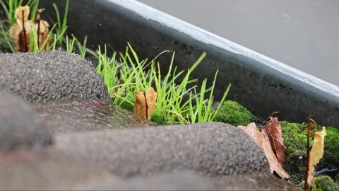 Gutters overgrown Stock Footage 247125265