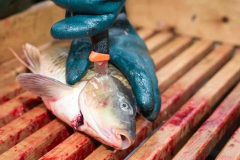 Gutting carp Stock Photos