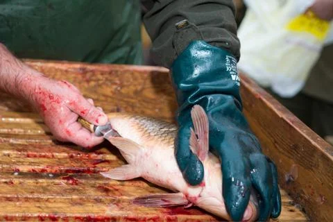 Gutting carp Stock Photos