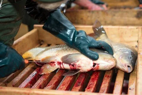Gutting carp Stock Photos