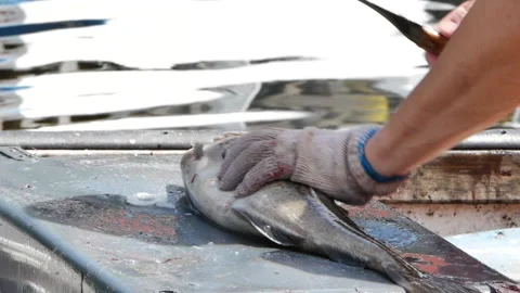 Gutting a Cod fish Stock Footage 136557517