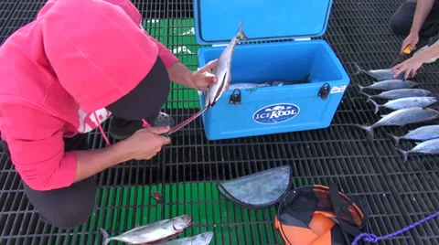 Gutting a fish Stock Footage 37166646