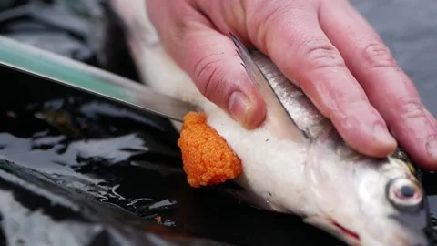 Gutting raw fresh fish with orange caviar. Cleaning fish for further cooking. Stock Footage 202745156