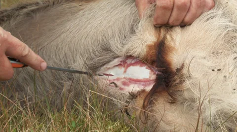 Gutting a stag / Gralloch Stock Footage 33413987