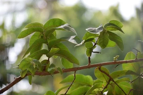 Guva tree Stock Photos