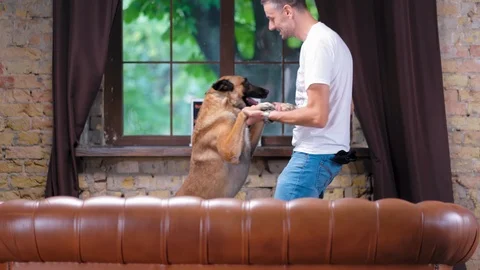 The Guy And The Belgian Malinois Dance At Home Near The Sofa Stock Footage 127510234