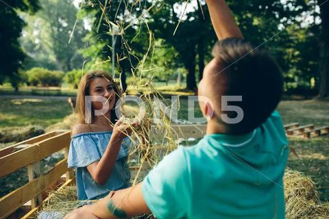 Guy and girl throwing hay Stock Photos