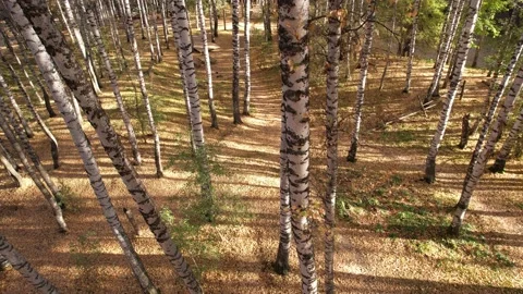 A guy in the autumn forest is walking along trail Video stock 218352060