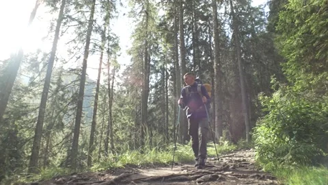 A guy with a backpack walks through the forest. Beautiful nature of mountains Stock Footage 214331505