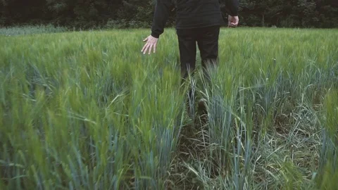 The guy in black walking in the field of wheat. Slow motion Video stock 92137357