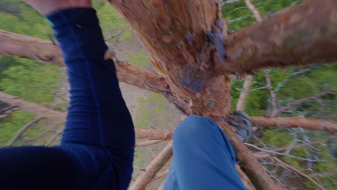 The guy carefully climbs down from a tall tree in the forest. Stock Footage 334959923