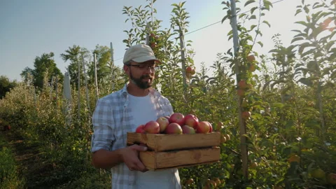 The guy carries a full crate of apples through the rows of apple trees Stock Footage 161172156