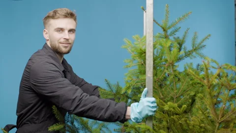 A guy is carrying a cart with a pine tree on a blue background Stock Footage 267906855