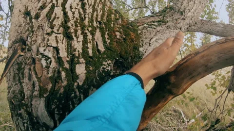 The guy climbs a tree with a running start Stock Footage 160189094