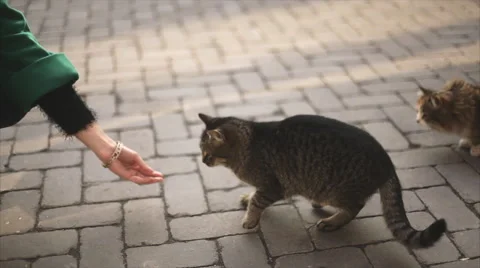 Guy Comes in Yellow Door Stock Footage 60823472