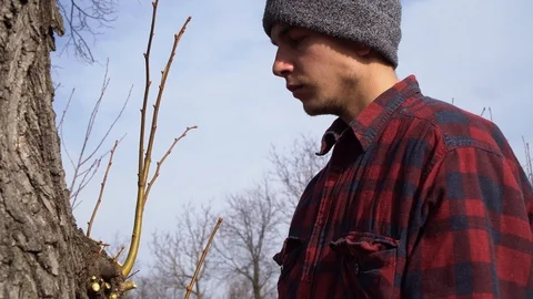 The guy cuts branches from an old linden tree Stock Footage 125809673