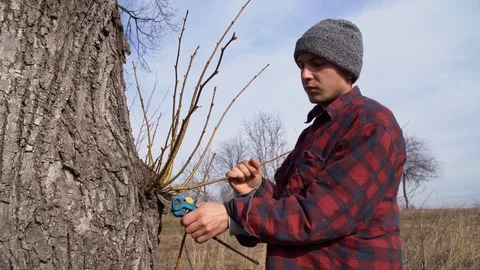 The guy cuts branches from an old linden tree Stock Footage 125809716