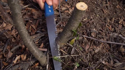 The guy cuts a sick branch with a saw.Close up Stock Footage 125809671