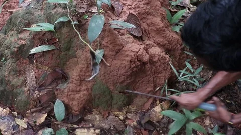 A Guy digging into an ant house in the middle of a forest. Stock Footage 109235438