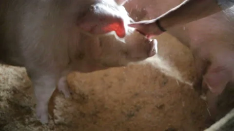 The guy dust off muzzle of the pig. Two pink pigs inside a pigsty on the farm, n Stock Footage 98502945