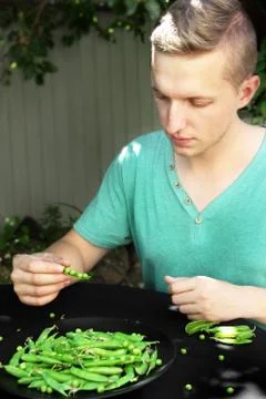 The guy eats green peas. Fresh green peas in a hand on a dark background. Fre Stock Photos