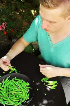 The guy eats green peas. Fresh green peas in a hand on a dark background. Fre Stock Photos