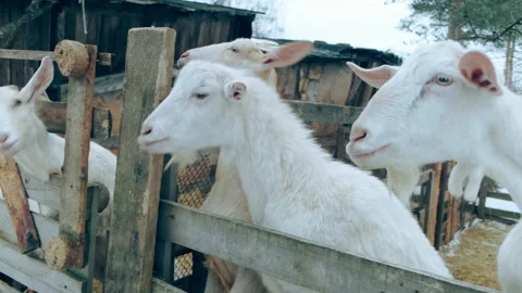 A guy feed the goats with dried bread in the paddock. Stock Footage 151840401