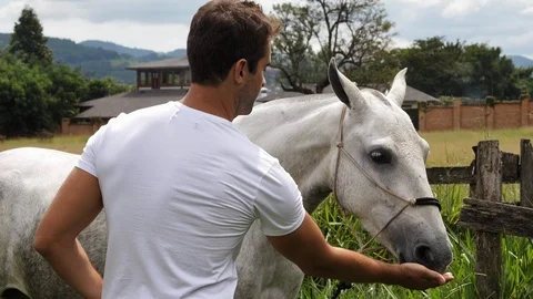 Guy feeding horse Stock Footage 92895845