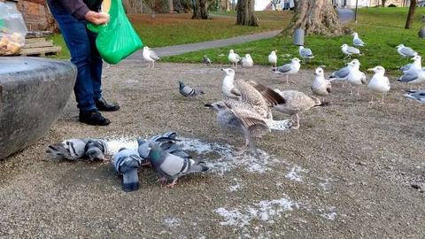 Guy Feeding Pidgeons Rice from a Bag 動画素材 99579042