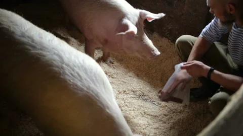 The guy feeding the pigs. Medium shot, real time, indoors, natural light, on a f Stock Footage 98502922