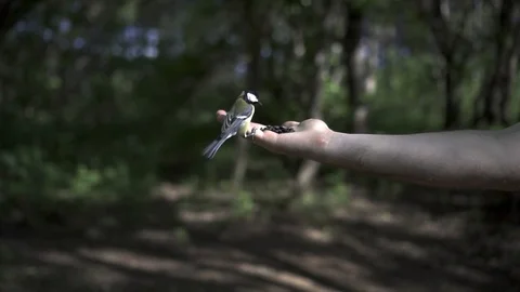 The guy feeds the bird from his hand Vidéo 108060831