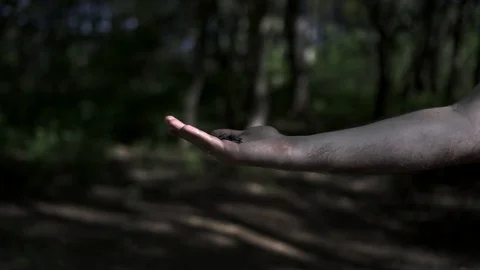 The guy feeds the bird from his hand Vídeo Stock 108060834