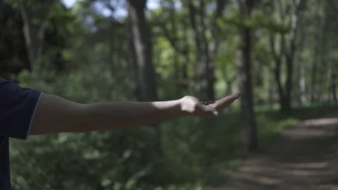 The guy feeds the bird from his hand Stock Footage 108060835