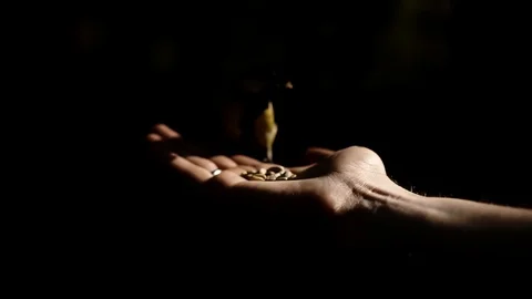The guy feeds the bird from his hand Vídeo Stock 108060847