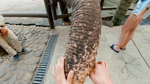Guy feeds an elephant in Bali Stock Footage 125994111