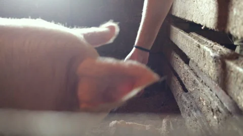 Guy feeds pigs, close up pig ears, indoors, real time, natural light Stock Footage 97956523
