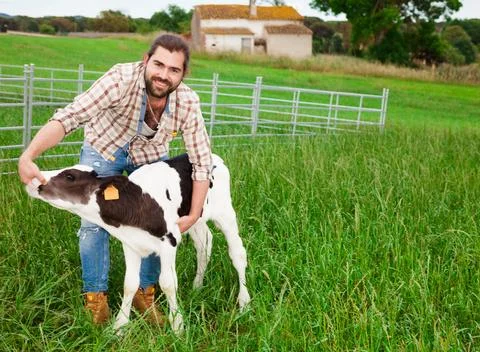 Guy feeds two week old calf from bottle with dummy at lawn Stock Photos
