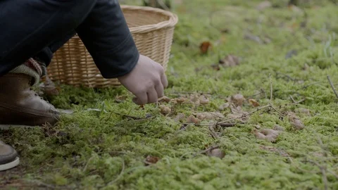 A guy finds some chanterelles Stock Footage 121666564