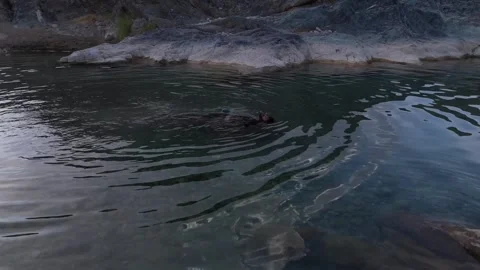 Guy floating on a river pool. Chilling. Relaxing. Peace. Stock Footage 334158510