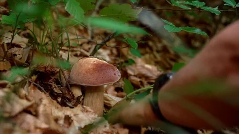 Guy found a mushroom Stock Footage 91184181