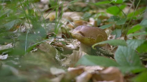 Guy found a mushroom Stock Footage 91184204