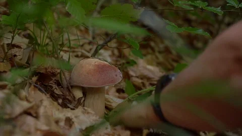Guy found a mushroom Video stock 91184229