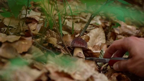 Guy found a mushroom Stock Footage 91184242