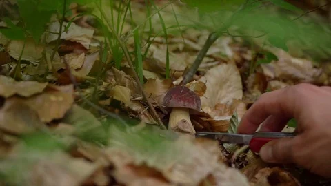 Guy found a mushroom Stock Footage 91184846