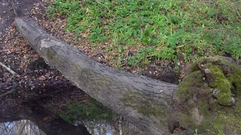 Guy in hiking sneakers walks on a fallen log across the forest stream. Stock Footage 165740371