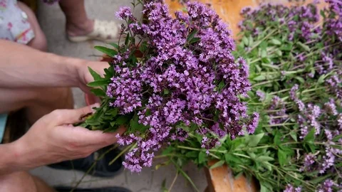 Guy is holding a bouquet of herbs in her hands 库存影片 80358950