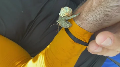 The guy is holding a hermit crab in his hands. A man caught a hermit crab Stock Footage 274666970