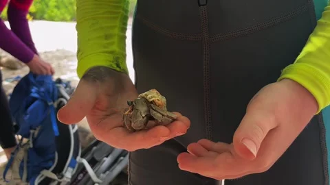 The guy is holding a hermit crab in his hands. A man caught a hermit crab Stock Footage 276562345